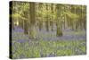 Bluebells in Beech Woodland-null-Stretched Canvas