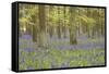 Bluebells in Beech Woodland-null-Framed Stretched Canvas