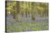 Bluebells in Beech Woodland-null-Stretched Canvas