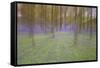 Bluebells in Beech Woodland-null-Framed Stretched Canvas