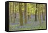 Bluebells in Beech Woodland-null-Framed Stretched Canvas