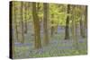 Bluebells in Beech Woodland-null-Stretched Canvas