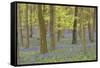 Bluebells in Beech Woodland-null-Framed Stretched Canvas