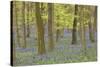 Bluebells in Beech Woodland-null-Stretched Canvas