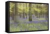 Bluebells in Beech Woodland-null-Framed Stretched Canvas