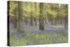 Bluebells in Beech Woodland-null-Stretched Canvas