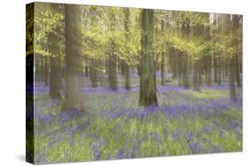 Bluebells in Beech Woodland-null-Stretched Canvas