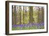 Bluebells in Beech Woodland-null-Framed Photographic Print