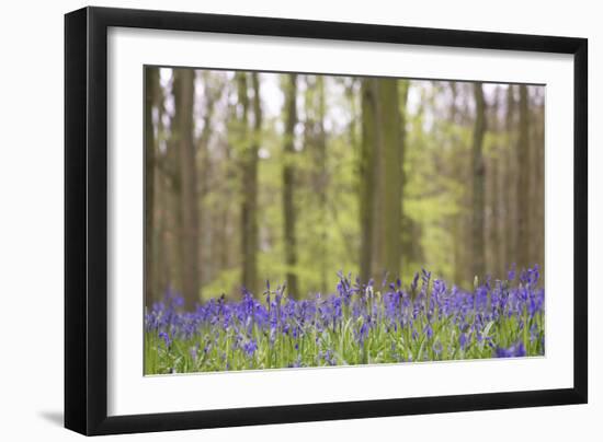 Bluebells in Beech Woodland-null-Framed Photographic Print