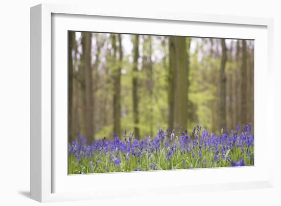 Bluebells in Beech Woodland-null-Framed Photographic Print