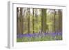 Bluebells in Beech Woodland-null-Framed Photographic Print