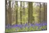 Bluebells in Beech Woodland-null-Mounted Photographic Print