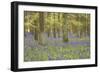 Bluebells in Beech Woodland-null-Framed Photographic Print