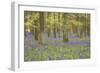 Bluebells in Beech Woodland-null-Framed Photographic Print