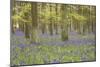 Bluebells in Beech Woodland-null-Mounted Photographic Print