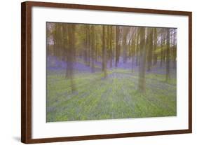 Bluebells in Beech Woodland-null-Framed Photographic Print