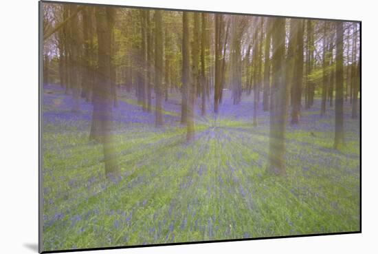 Bluebells in Beech Woodland-null-Mounted Photographic Print