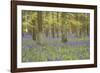 Bluebells in Beech Woodland-null-Framed Photographic Print