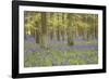 Bluebells in Beech Woodland-null-Framed Photographic Print