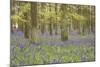 Bluebells in Beech Woodland-null-Mounted Photographic Print