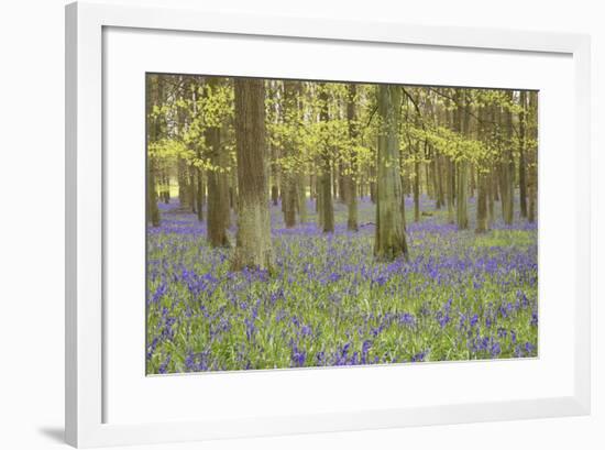 Bluebells in Beech Woodland-null-Framed Photographic Print