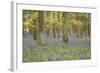 Bluebells in Beech Woodland-null-Framed Photographic Print