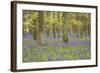 Bluebells in Beech Woodland-null-Framed Photographic Print