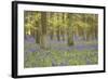 Bluebells in Beech Woodland-null-Framed Photographic Print