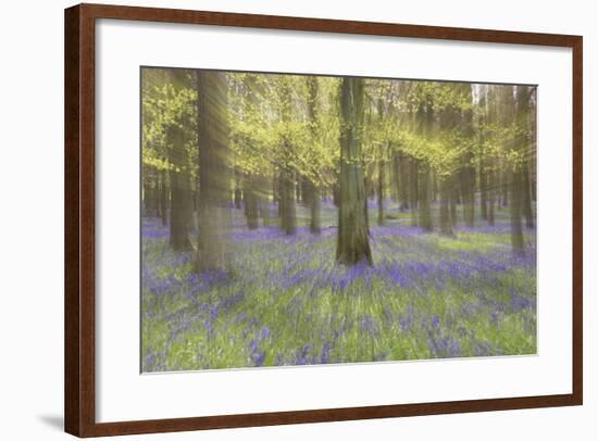 Bluebells in Beech Woodland-null-Framed Photographic Print