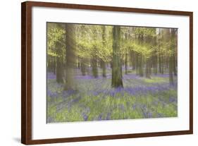 Bluebells in Beech Woodland-null-Framed Photographic Print