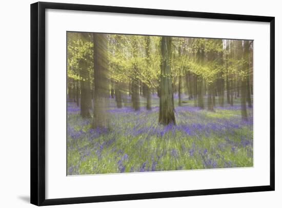 Bluebells in Beech Woodland-null-Framed Photographic Print