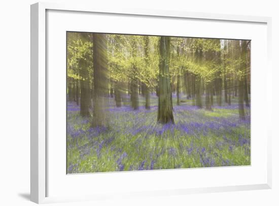 Bluebells in Beech Woodland-null-Framed Photographic Print