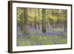 Bluebells in Beech Woodland-null-Framed Photographic Print