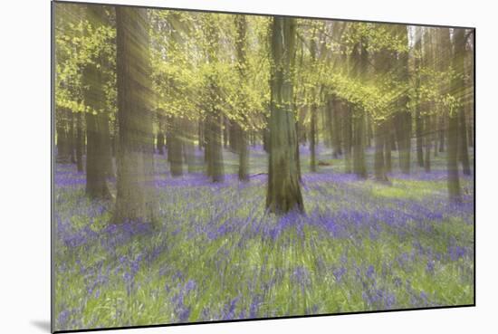 Bluebells in Beech Woodland-null-Mounted Photographic Print