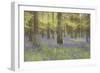 Bluebells in Beech Woodland-null-Framed Photographic Print