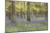 Bluebells in Beech Woodland-null-Mounted Photographic Print