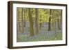 Bluebells in Beech Woodland-null-Framed Photographic Print