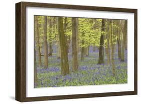 Bluebells in Beech Woodland-null-Framed Photographic Print