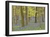 Bluebells in Beech Woodland-null-Framed Photographic Print