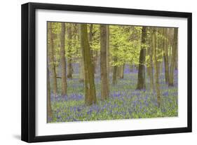 Bluebells in Beech Woodland-null-Framed Photographic Print