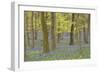 Bluebells in Beech Woodland-null-Framed Photographic Print