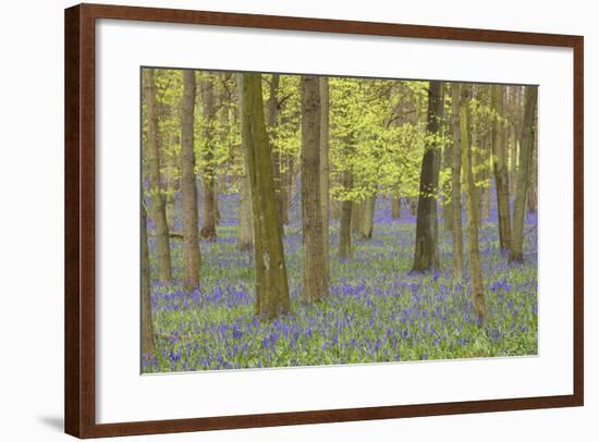 Bluebells in Beech Woodland-null-Framed Photographic Print