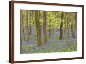 Bluebells in Beech Woodland-null-Framed Photographic Print