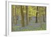 Bluebells in Beech Woodland-null-Framed Photographic Print