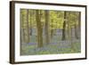 Bluebells in Beech Woodland-null-Framed Photographic Print