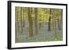 Bluebells in Beech Woodland-null-Framed Photographic Print