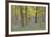 Bluebells in Beech Woodland-null-Framed Photographic Print