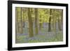 Bluebells in Beech Woodland-null-Framed Photographic Print