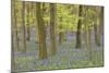 Bluebells in Beech Woodland-null-Mounted Photographic Print