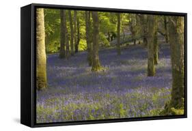 Bluebells in Carstramon Wood, Dumfries and Galloway, Scotland, United Kingdom, Europe-Gary Cook-Framed Stretched Canvas